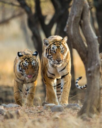 Bandhavgarh National Park 