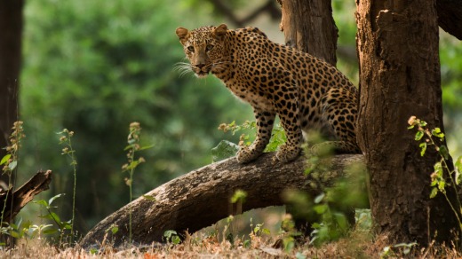 Bandhavgarh Leopard