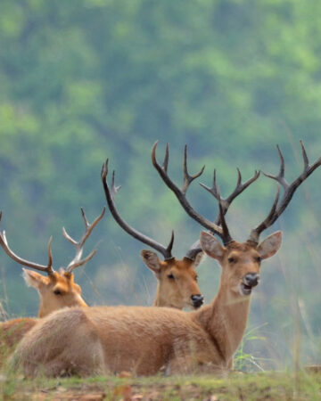 Kanha National Park 