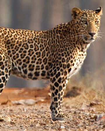 Pench National Park