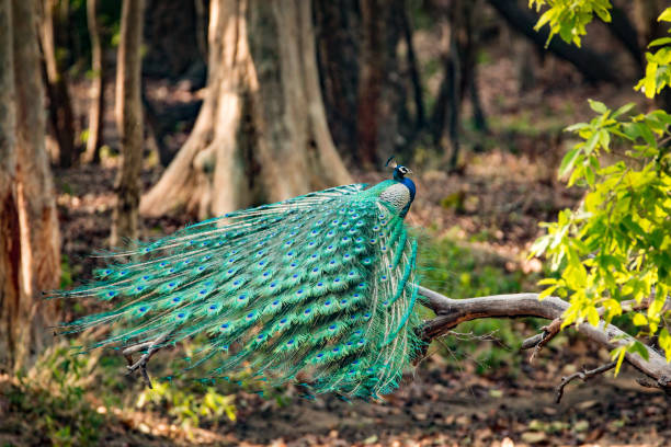 Peacock with full plumage in Indian jungle