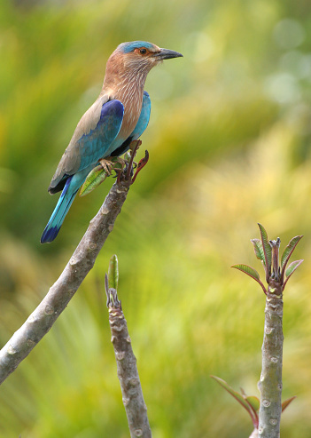 kanha bird 1