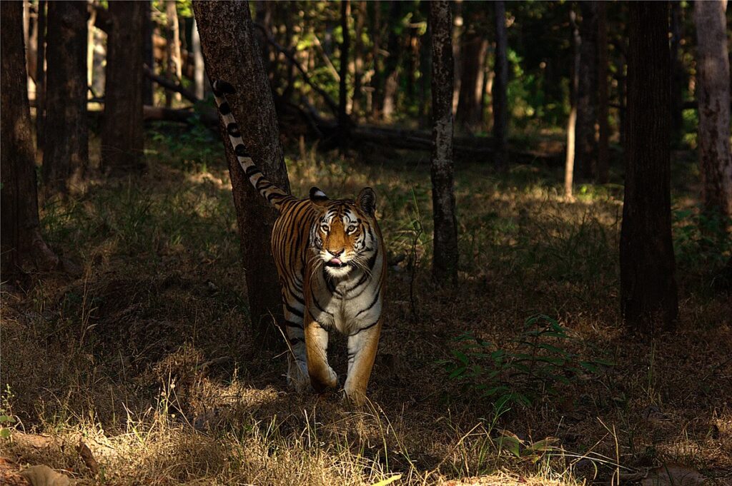 pench tiger