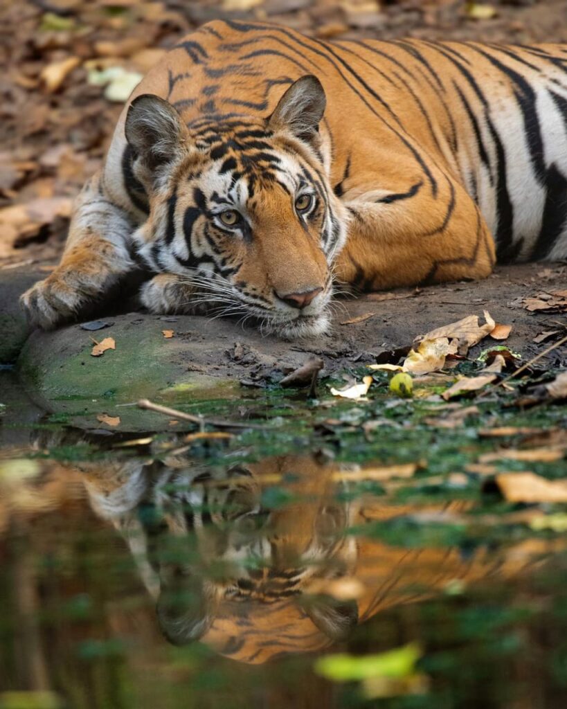 Bandhavgarh Tiger