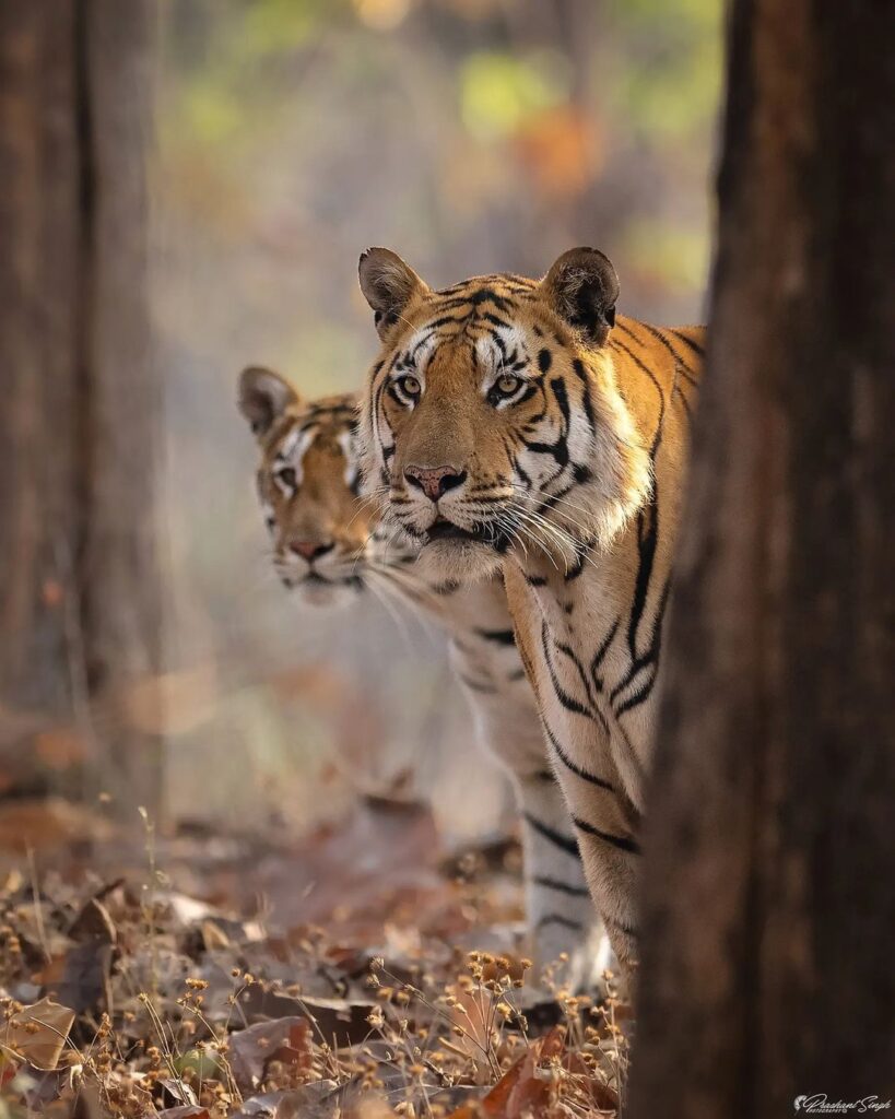 5 Best Things to do in Bandhavgarh National Park for Tremendous Experience