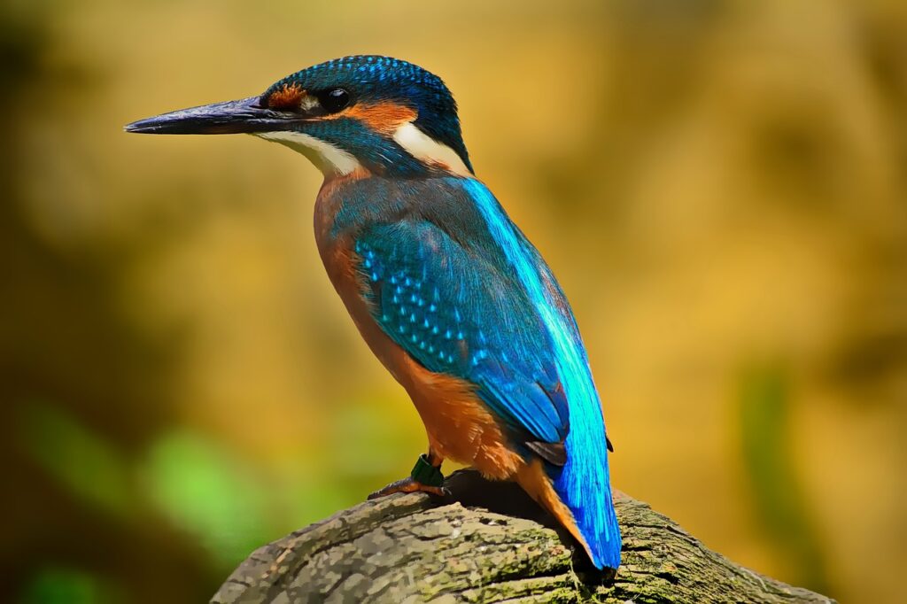 bird, kingfisher, feathers-1905255.jpg