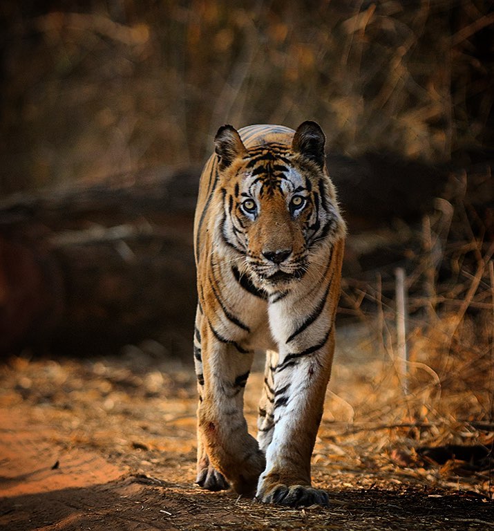 B2 – The Photogenic Tiger | Bandhavgarh