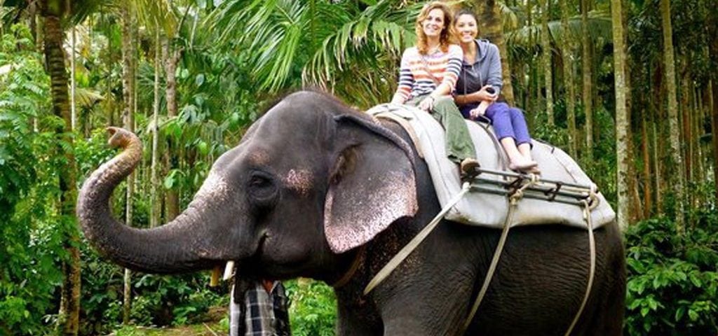 Elephant Safari