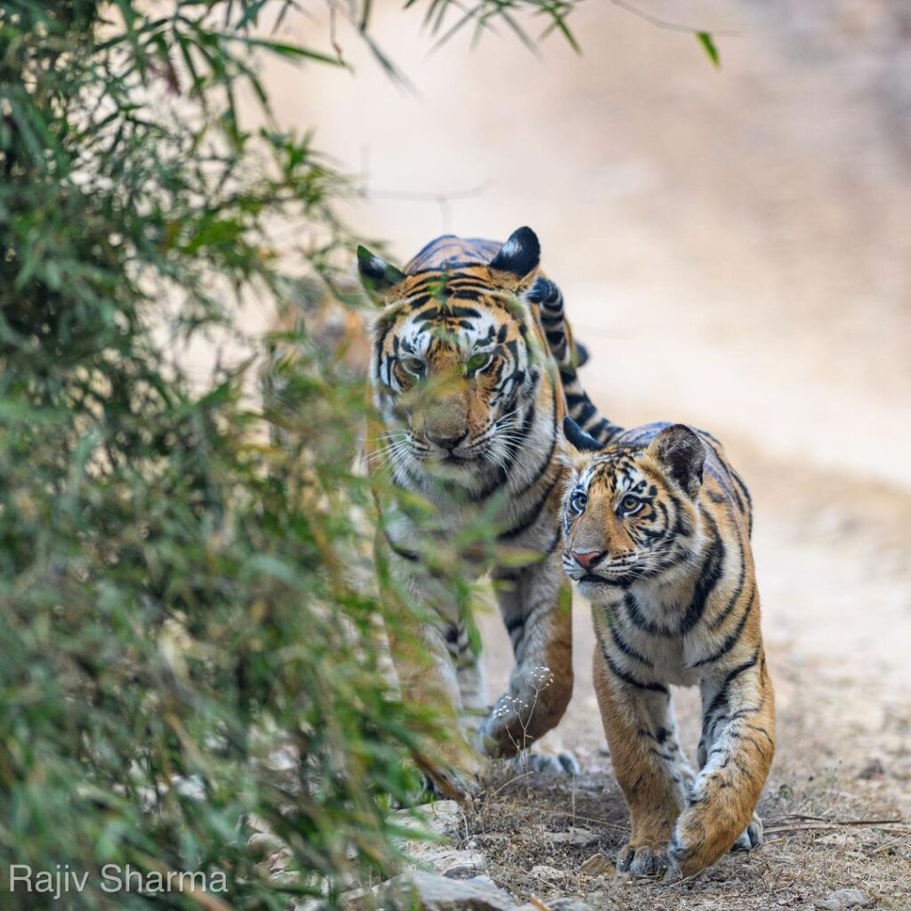 Best Way To Reach Panna National Park