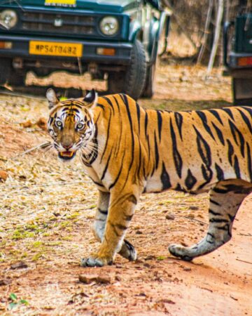 Panna National Park 